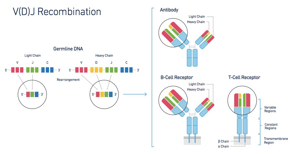 免疫细胞基因重组与免疫组测序